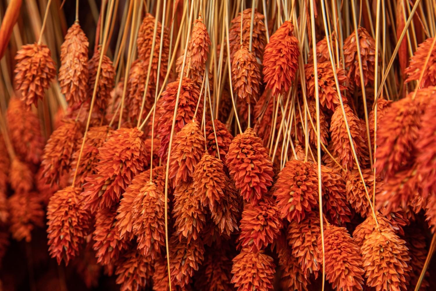 fiori secchi per vetrine autunnali